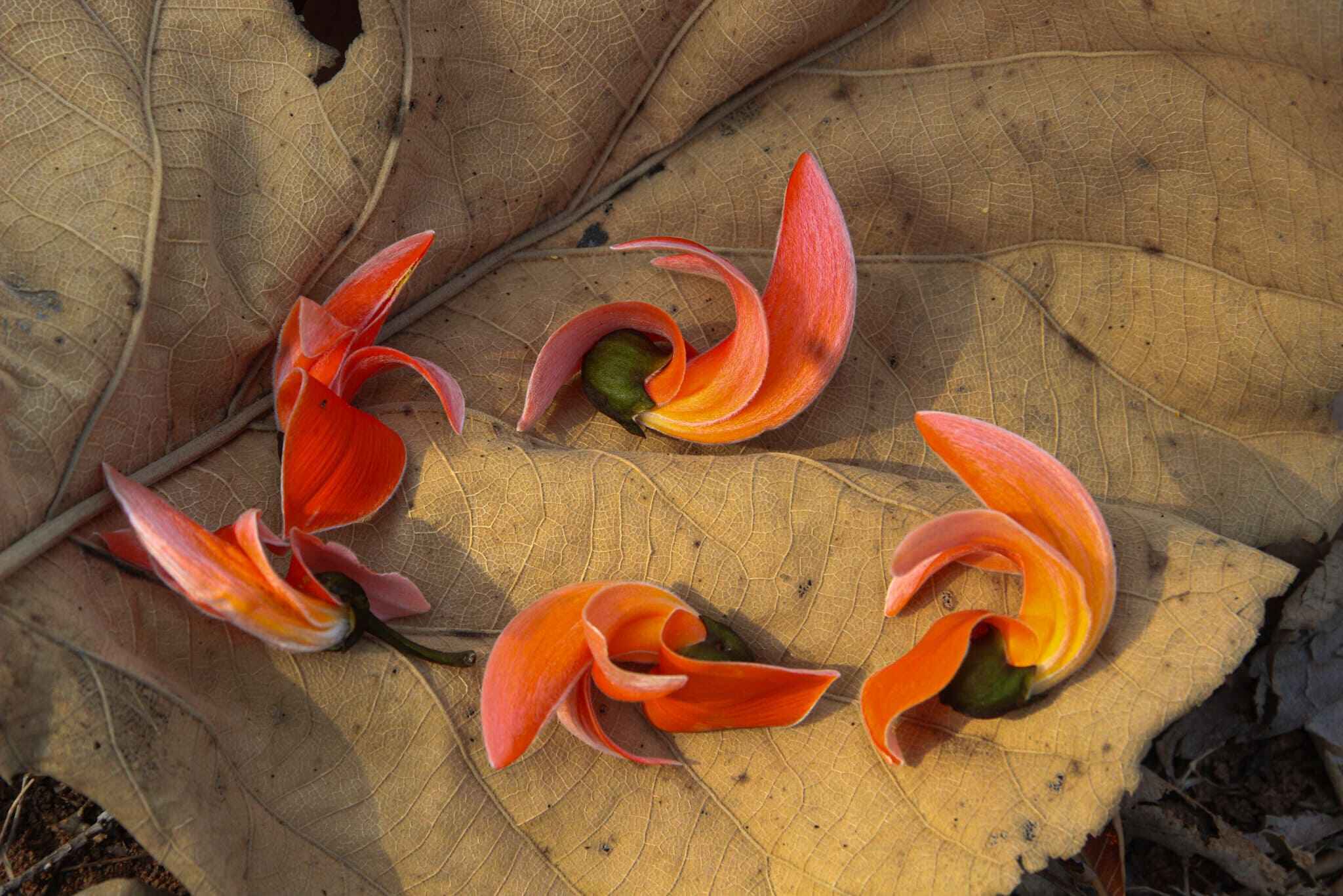 Palash